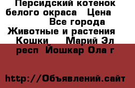 Персидский котенок белого окраса › Цена ­ 35 000 - Все города Животные и растения » Кошки   . Марий Эл респ.,Йошкар-Ола г.